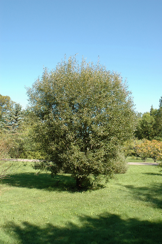 Pussy Willow (Salix discolor) at Roger's Gardens