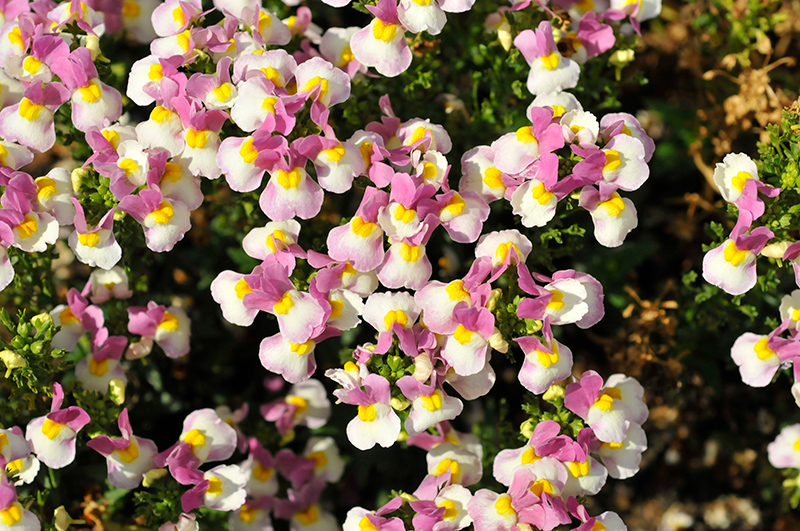 Escential Pinkberry Nemesia (Nemesia 'Escential Pinkberry') at Roger's Gardens