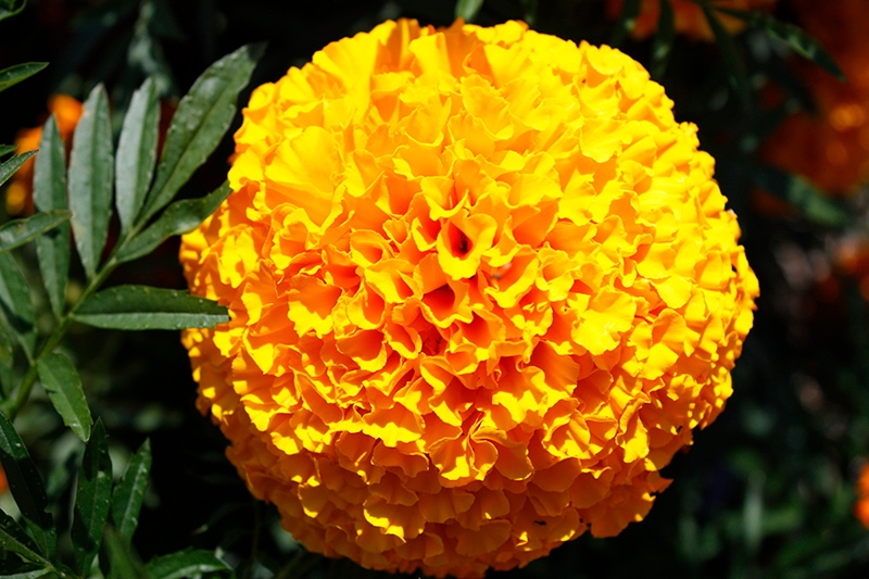 Big Duck Orange Marigold (Tagetes erecta 'Big Duck Orange') at Roger's Gardens
