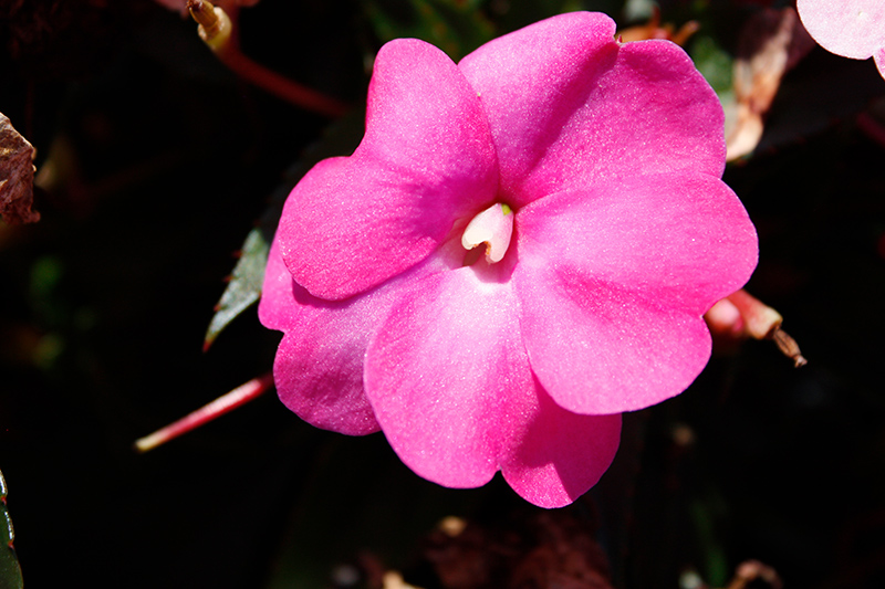 SunPatiens Compact Hot Pink New Guinea Impatiens (Impatiens 'SAKIMP061') at Roger's Gardens