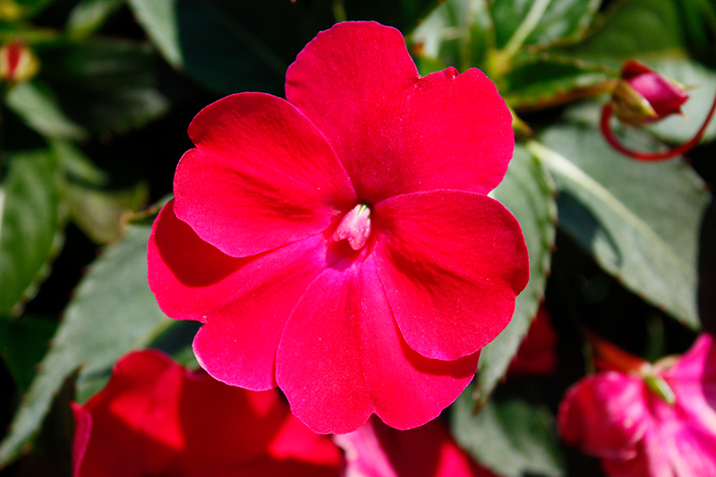SunPatiens Compact Rose Glow New Guinea Impatiens (Impatiens 'SAKIMP061') at Roger's Gardens