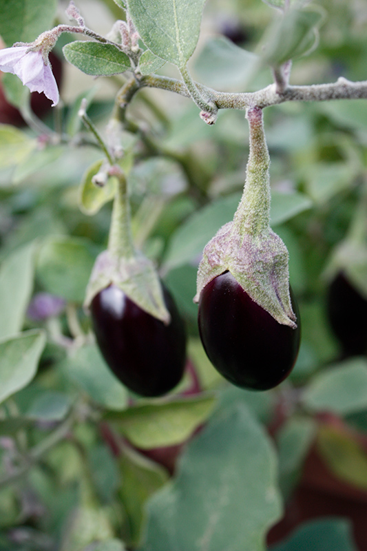 Jewel Jet Eggplant (Solanum melongena 'Jewel Jet') at Roger's Gardens