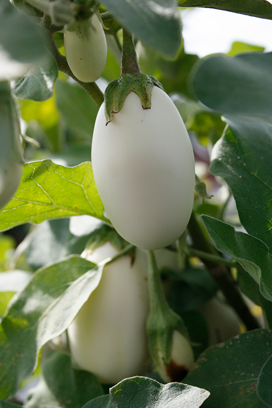 Jewel Ivory Eggplant (Solanum melongena 'Jewel Ivory') at Roger's Gardens