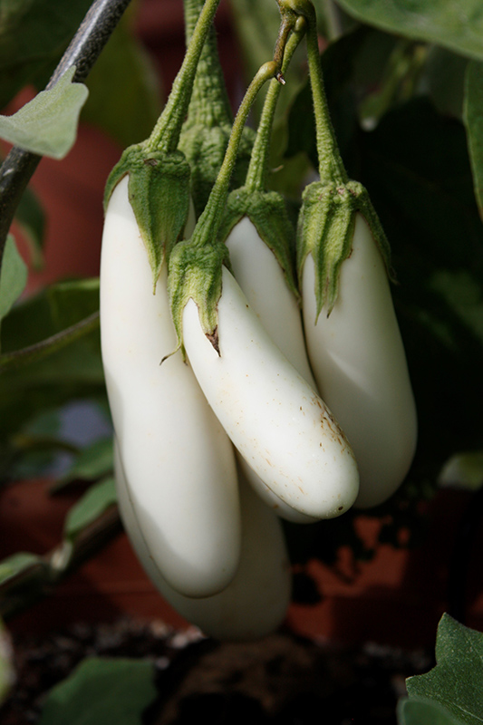 White Fingers Eggplant (Solanum melongena 'White Fingers') at Roger's Gardens