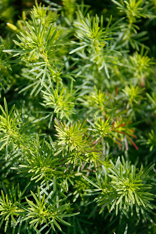 Dropshot Marigold (Tagetes filifolia 'Dropshot') at Roger's Gardens