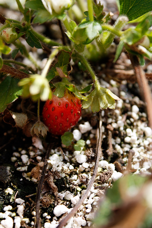 Berried Treasure White Strawberry (Fragaria ananassa 'Berried Treasure White') at Roger's Gardens