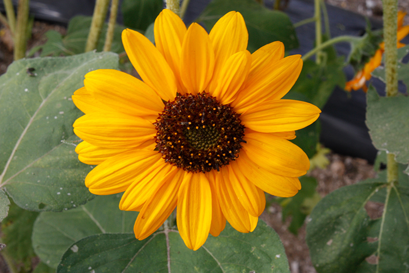 Soraya Sunflower (Helianthus annuus 'Soraya') at Roger's Gardens