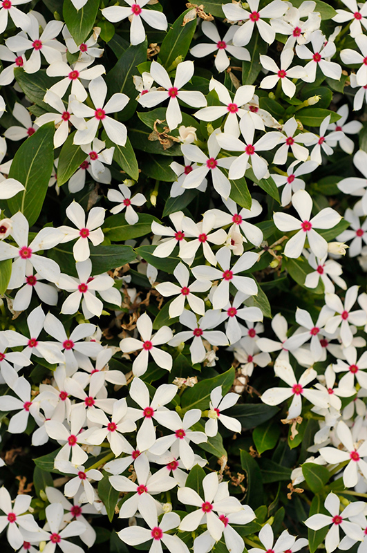 Soiree Kawaii White Peppermint Vinca (Catharanthus roseus 'Soiree Kawaii White Peppermint') at Roger's Gardens