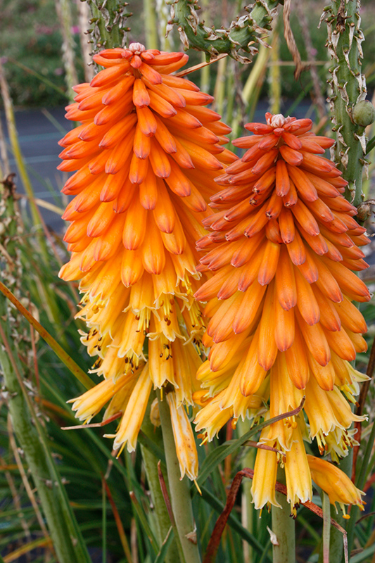 Poco Red Torchlily (Kniphofia 'Poco Red') at Roger's Gardens