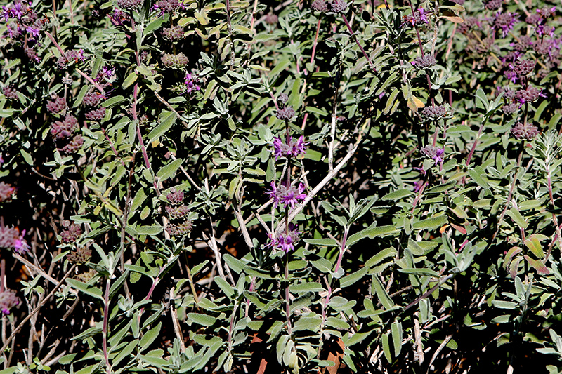 Amethyst Bluff Purple Sage (Salvia leucophylla 'Amethyst Bluff') at Roger's Gardens