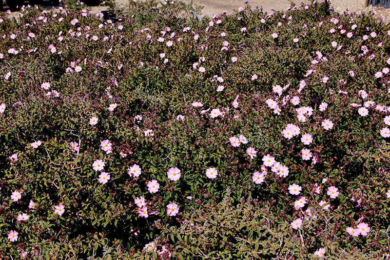 Pink Rockrose (Cistus x skanbergii) at Roger's Gardens