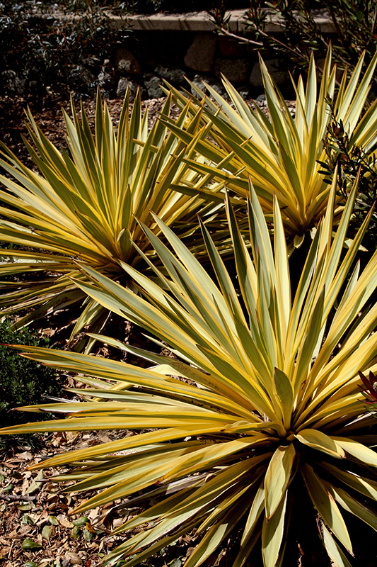 Bright Star Yucca (Yucca gloriosa 'Walbristar') at Roger's Gardens