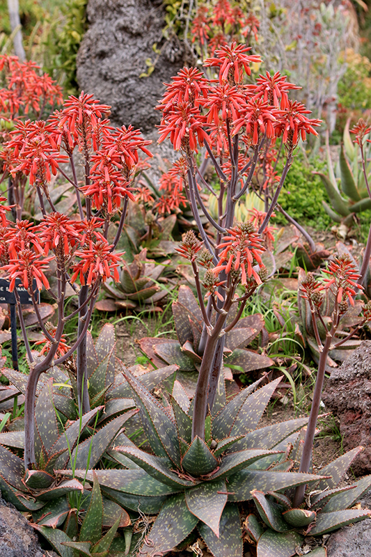 Soap Aloe (Aloe saponaria) at Roger's Gardens