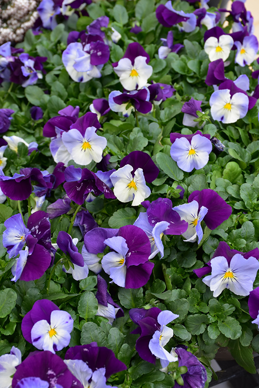Cool Wave Violet Wing Pansy (Viola x wittrockiana 'PAS835631') at Roger's Gardens