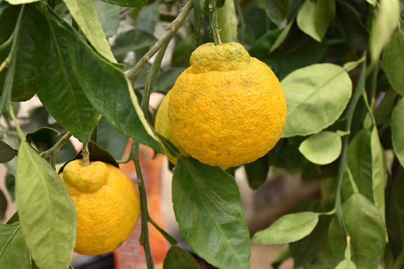 Tangerine (Citrus tangerina) at Roger's Gardens