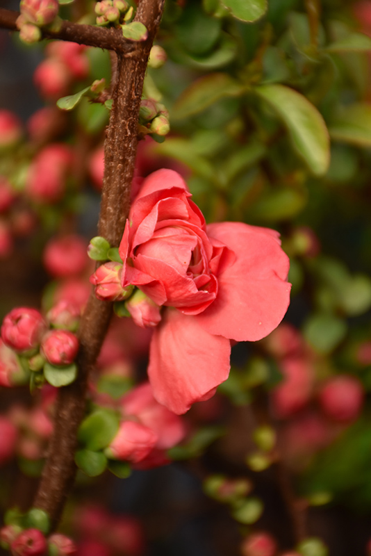 Double Take Peach Flowering Quince (Chaenomeles speciosa 'NCCS4') at Roger's Gardens