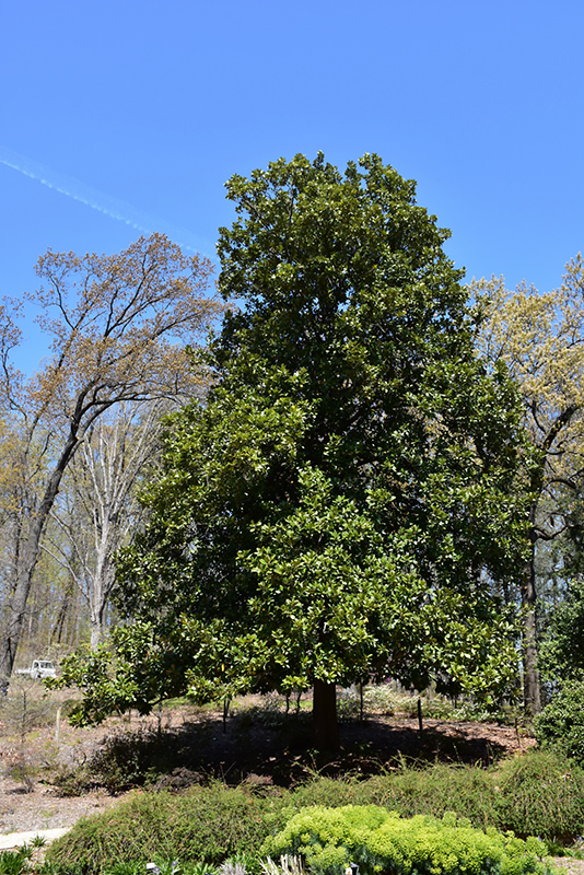 Southern Magnolia (Magnolia grandiflora) at Roger's Gardens