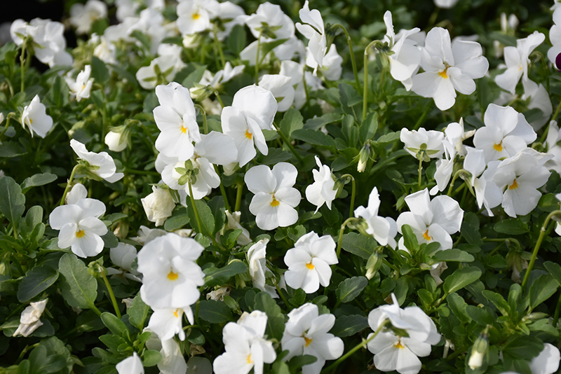 Endurio White Pansy (Viola cornuta 'Endurio White') at Roger's Gardens