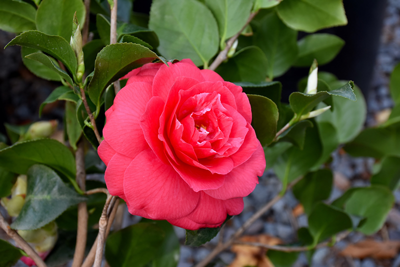 Rose Dawn Camellia (Camellia japonica 'Rose Dawn') at Roger's Gardens