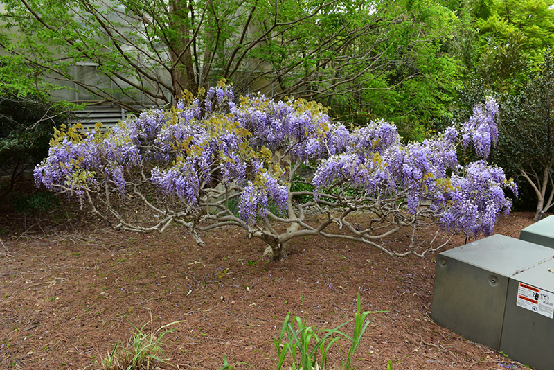 Japanese Wisteria (Wisteria japonica) at Roger's Gardens