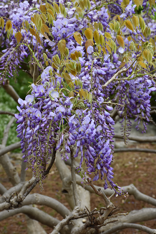 Japanese Wisteria (Wisteria japonica) at Roger's Gardens