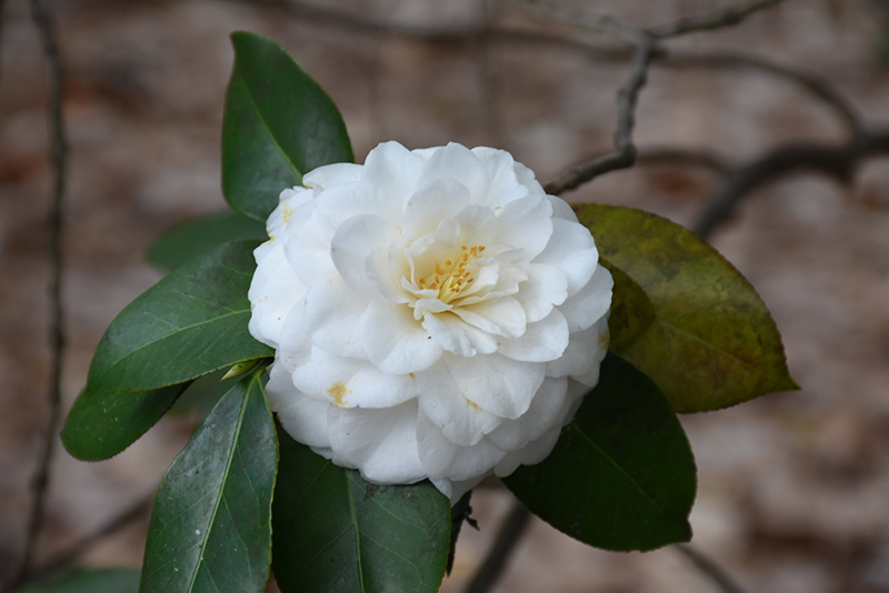 Purity Camellia (Camellia japonica 'Purity') at Roger's Gardens