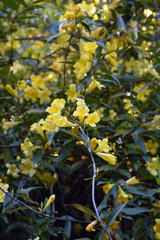 Carolina Yellow Jessamine (Gelsemium sempervirens) at Roger's Gardens
