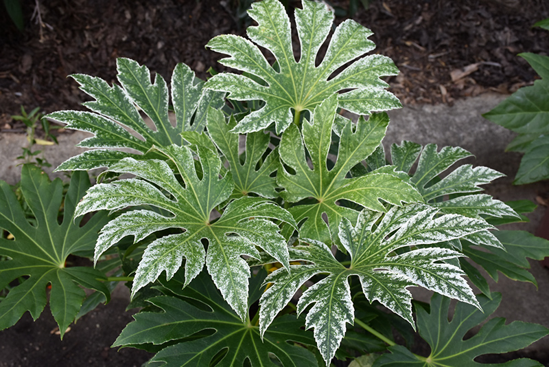 Spider's Web Japanese Fatsia (Fatsia japonica 'Spider's Web') at Roger's Gardens