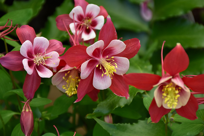 Origami Red and White Columbine (Aquilegia 'Origami Red and White') at Roger's Gardens