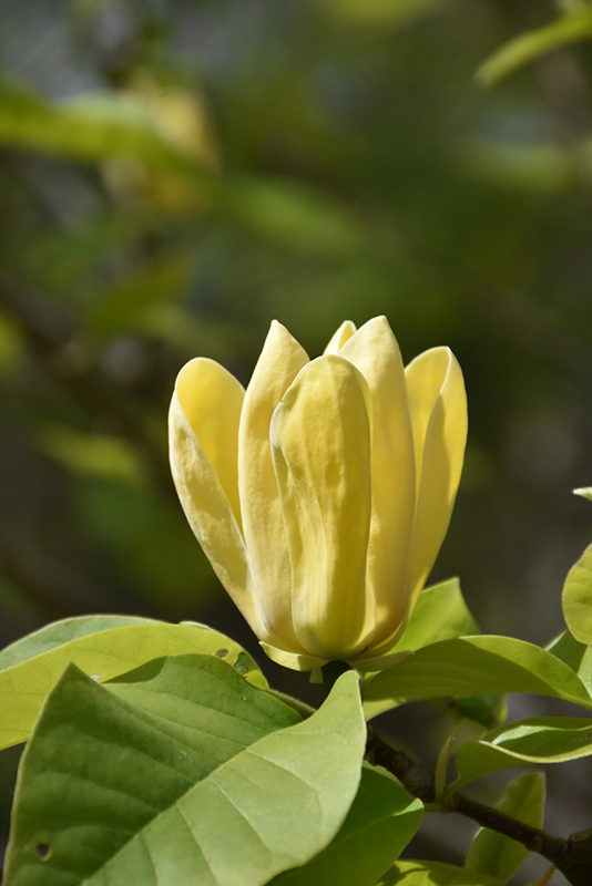 Yellow Bird Magnolia (Magnolia 'Yellow Bird') at Roger's Gardens