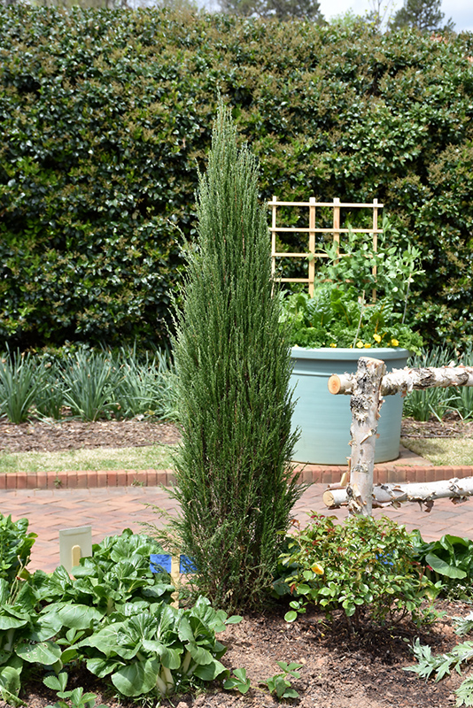 Blue Arrow Juniper (Juniperus scopulorum 'Blue Arrow') at Roger's Gardens