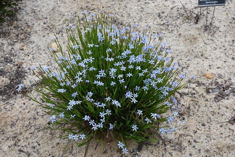 Narrowleaf Blue-Eyed Grass (Sisyrinchium angustifolium) at Roger's Gardens