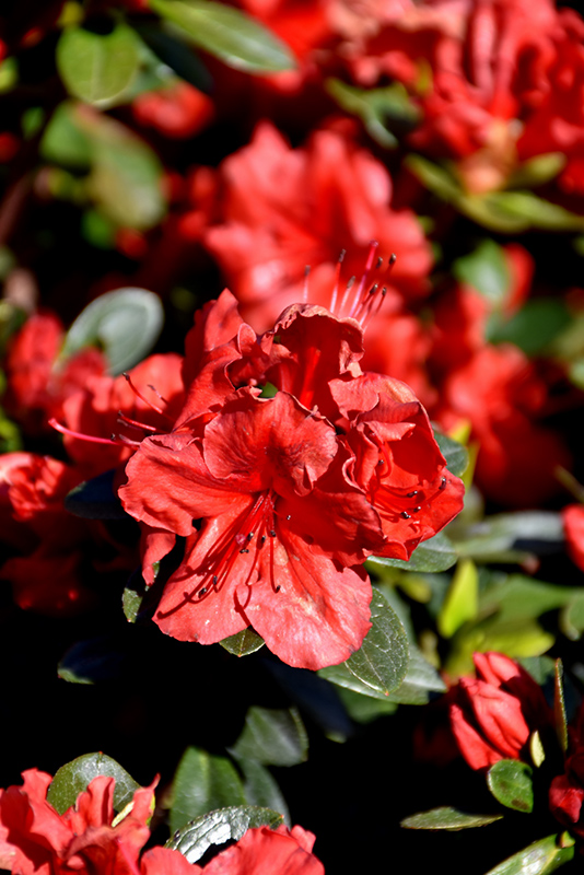 Girard's Scarlet Azalea (Rhododendron 'Girard's Scarlet') at Roger's Gardens