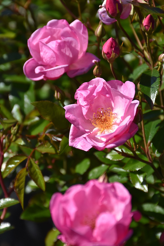 Thrive! Lavender Rose (Rosa 'Meibivers') at Roger's Gardens