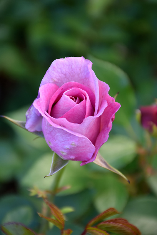 Violet's Pride Rose (Rosa 'WEKwibysicpep') at Roger's Gardens