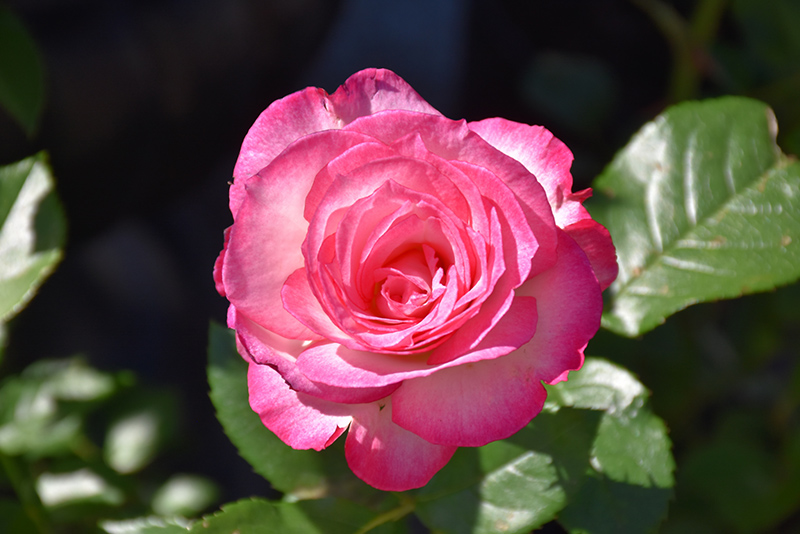 Miss Congeniality Rose (Rosa 'WEKpurmebep') at Roger's Gardens