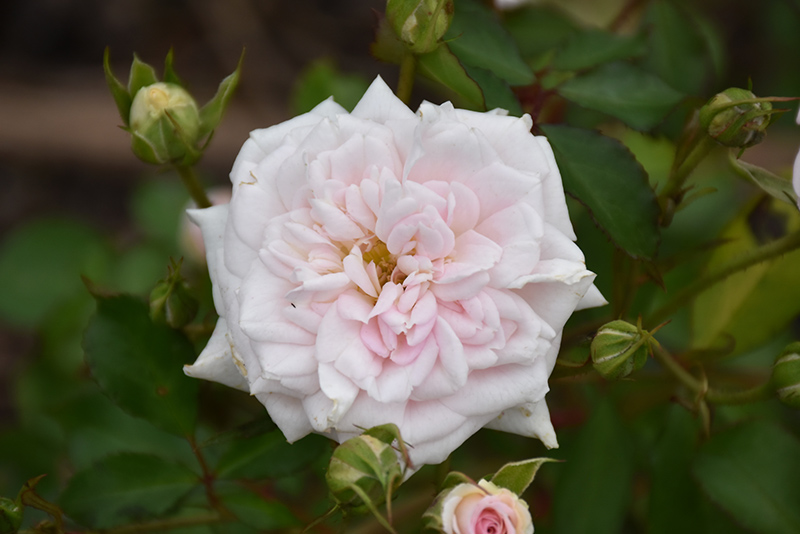 White Drift Rose (Rosa 'Meizorland') at Roger's Gardens