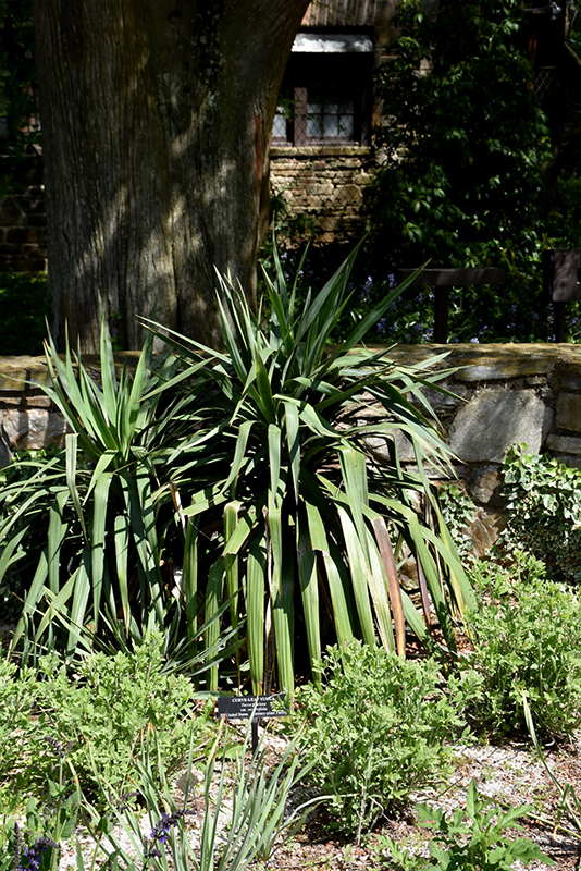 Curve-leaf Yucca (Yucca recurvifolia) at Roger's Gardens