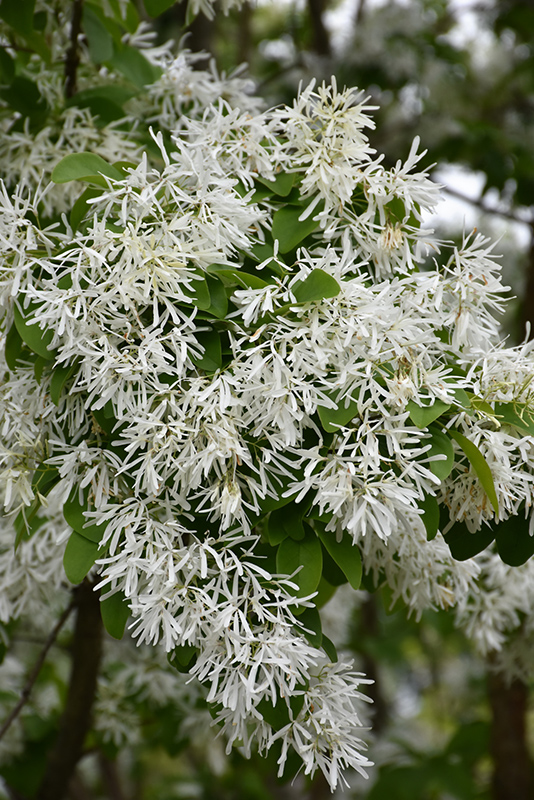 Chinese Fringetree (Chionanthus retusus) at Roger's Gardens