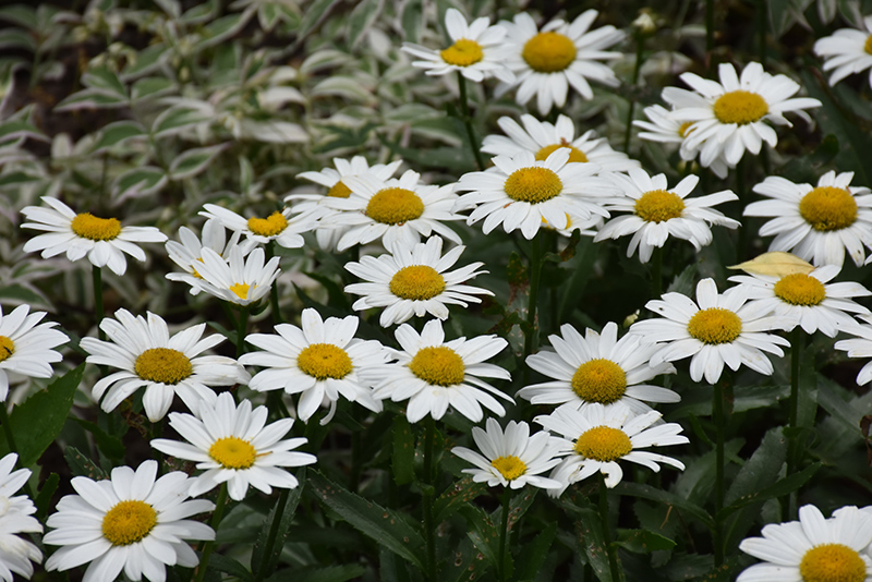 Snowbound Shasta Daisy (Leucanthemum x superbum 'Snowbound') at Roger's Gardens