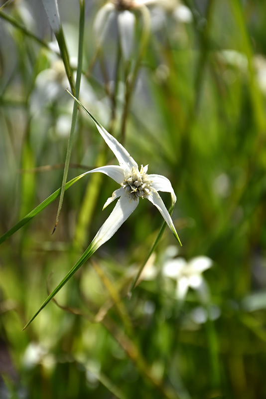 White Star Sedge (Dichromena colorata) at Roger's Gardens
