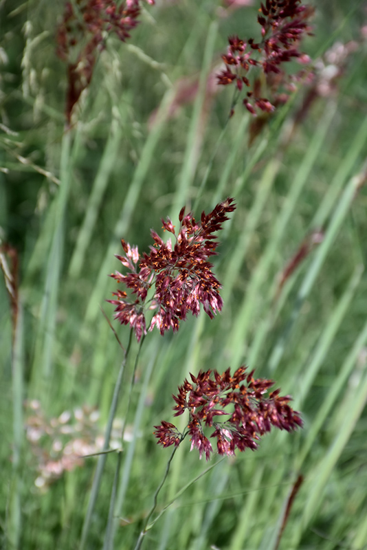 Pink Crystals Ruby Grass (Melinis nerviglumis 'Pink Crystals') in Orange  County, CA California CA at Roger's Gardens