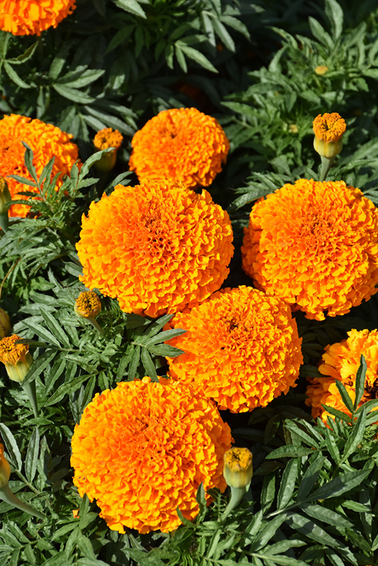 Moonstruck Deep Orange Marigold (Tagetes erecta 'Moonstruck Deep Orange') at Roger's Gardens