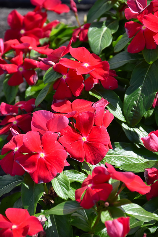 Titan Really Red Vinca (Catharanthus roseus 'Titan Really Red') at Roger's Gardens