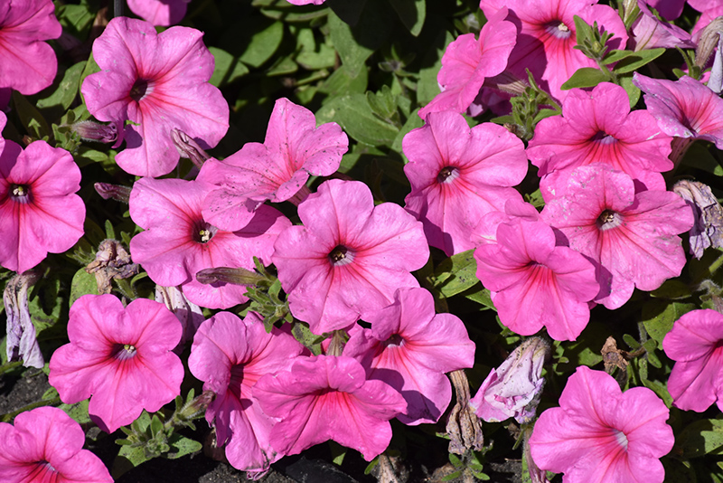 Easy Wave Pink Passion Petunia (Petunia 'Easy Wave Pink Passion') at Roger's Gardens