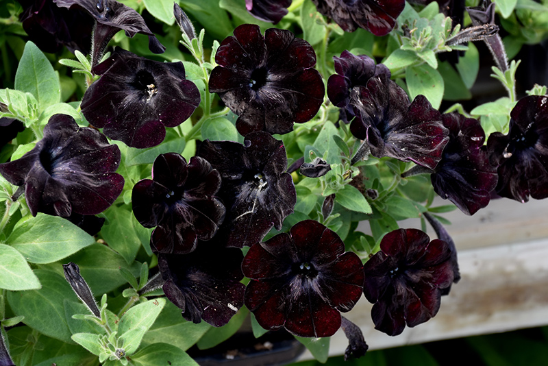Black Velvet Petunia (Petunia 'Black Velvet') at Roger's Gardens