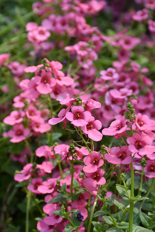 My Darling Berry Twinspur (Diascia 'My Darling Berry') at Roger's Gardens
