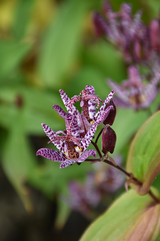 Toad Lily (Tricyrtis formosana) at Roger's Gardens