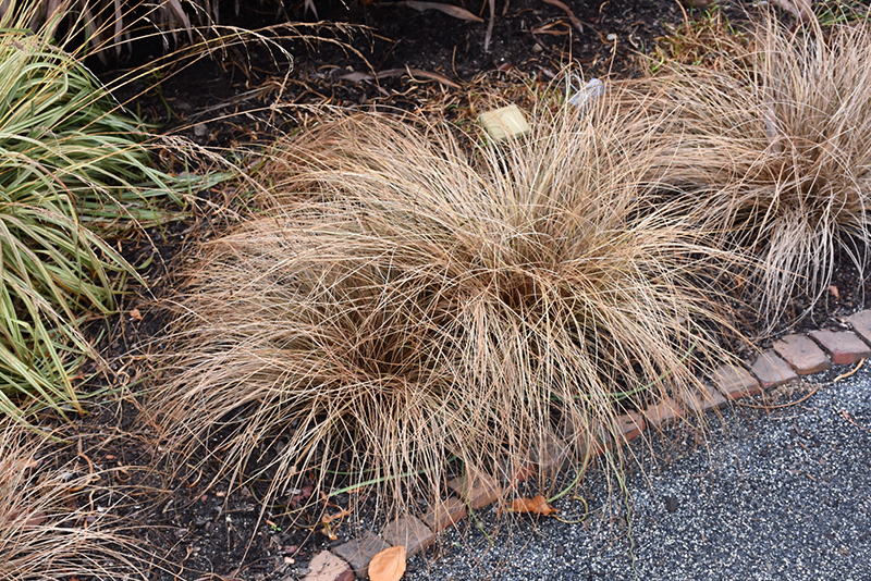Bronze Hair Sedge (Carex comans 'Bronze') at Roger's Gardens