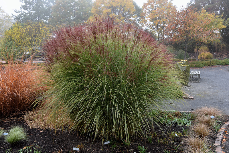 Morning Light Maiden Grass (Miscanthus sinensis 'Morning Light') at Roger's Gardens